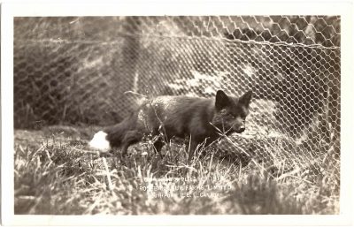 , Copyright applied for 1919. Rosebank Fur Farms Limited. Southport, P.E.I., Canada. (0334), PEI Postcards