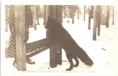 , Rosebank Fur Farms Ltd. Southport, P.E.I. Canada (0341), PEI Postcards