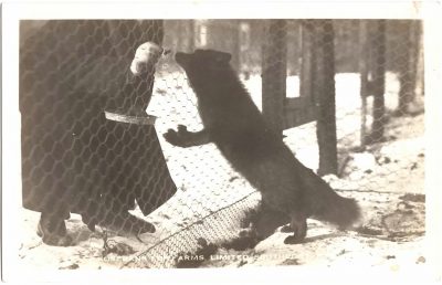 , Rosebank Fur Farms Limited, Southport, P.E.I. (0343), PEI Postcards