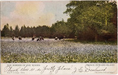 , The Border of the Woods, Prince Edward Island (0792), PEI Postcards