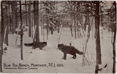 , Blue Fox Ranch, Montague, P.E.I. 1913. Copyrighted photo by Cumming. (0919), PEI Postcards