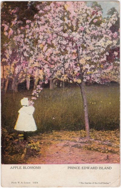 , Apple Blossoms Prince Edward Island (1085), PEI Postcards