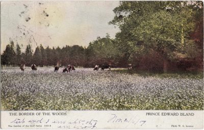 , The Border of the Woods Prince Edward Island (1064), PEI Postcards