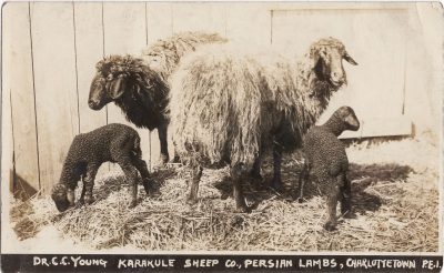 , Dr. C.C. Young Karakule Sheep Co., Persian Lambs, Charlottetown, P.E.I. (1128), PEI Postcards