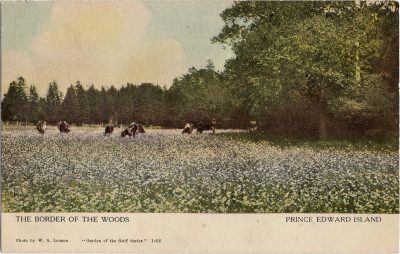, The Border of the Woods Prince Edward Island (1235), PEI Postcards