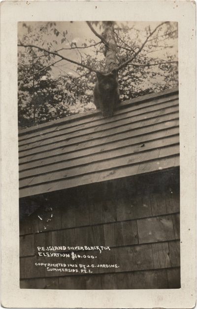 , P.E. Island Silver Black Fox. Elevation $10,000. Copyrighted 1913 by J.G. Jardine, Summerside,
    P.E.I. (1392), PEI Postcards