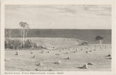 , Harvest Scene, Prince Edward Island, Canada. (1419), PEI Postcards