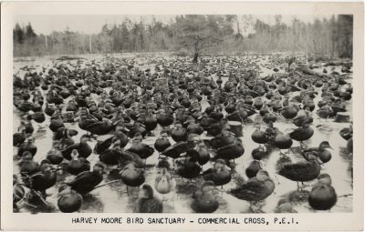 , Harvey Moore Bird Sanctuary &#8211; Commercial Cross, P.E.I. (1416), PEI Postcards