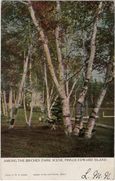 , Among the Birches, Park Scene, Prince Edward Island (1692), PEI Postcards