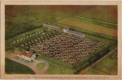 , Dominion Experimental Fox Farm, Summerside, Prince Edward Island. R.C.A.F. Photo. (1858), PEI Postcards