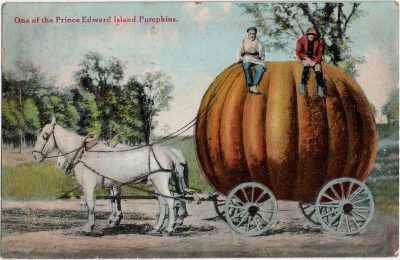 , One of the Prince Edward Island Pumpkins (2052), PEI Postcards