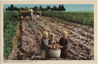, Potato Picking, Prince Edward Island (2114), PEI Postcards