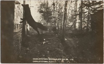 , Charlottetown Silver Black Fox Co., Ltd, Charlottetown, P.E.I. (2163), PEI Postcards