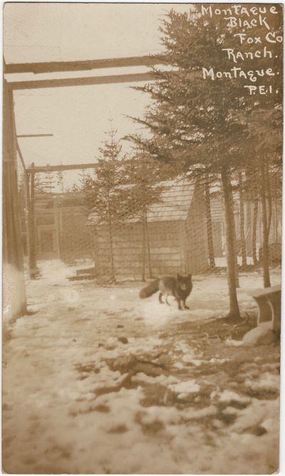 , Montague Black Fox Co. Ranch, Montague P.E.I. (2385), PEI Postcards