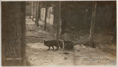 , Craswell Photo Copyright 1913 by J.P. Dinnis, Charlottetown, P.E. Island. (2482), PEI Postcards