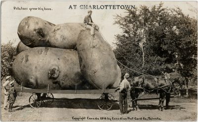, Potatoes grow big here. At Charlottetown. Copyright Canada 1910 by Canadian Post Card Co.,
    Toronto. (2823), PEI Postcards