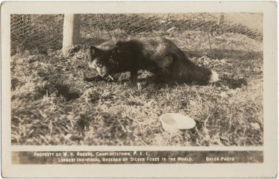 , Property of W.K Rogers, Charlottetown, P.E.I. Largest Individual Breeder of Silver Foxes in the
    World. Bayer Photo. (2948), PEI Postcards