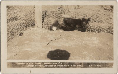 , Property of W.K Rogers, Charlottetown, P.E.I. Largest Individual Breeder of Silver Foxes in the
    World. Bayer Photo. (2944), PEI Postcards