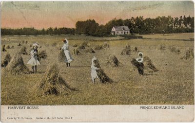 , Harvest Scene Prince Edward Island (3025), PEI Postcards