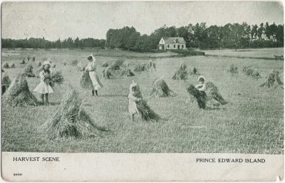 , Harvest Scene Prince Edward Island (3129), PEI Postcards