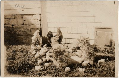 , RPPC of hens and chicks (3218), PEI Postcards