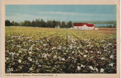 , Field of potatoes, Bedeque, Prince Edward Island. (3255), PEI Postcards